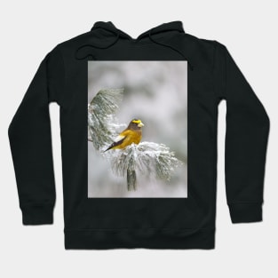 Evening Grosbeak - Algonquin Park Hoodie